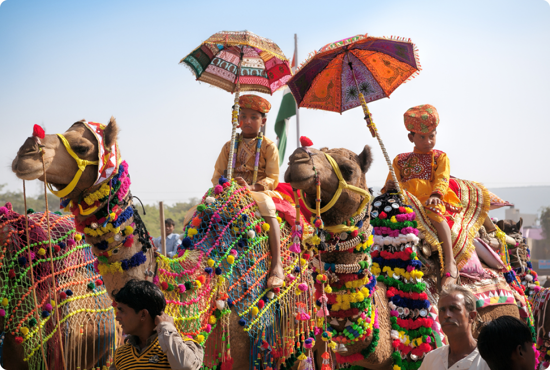 pushkar-camel 1